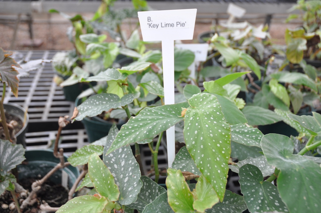 B. ‘Key Lime Pie’